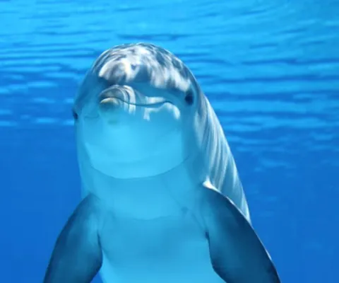 Dauphins Emotion