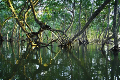 Mangrove Martinique 