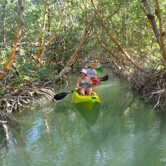 Mangrove Martinique 