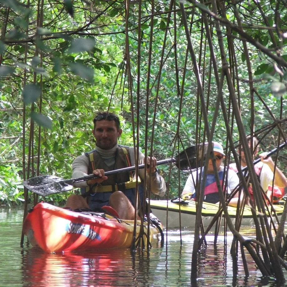 Mangrove Martinique 