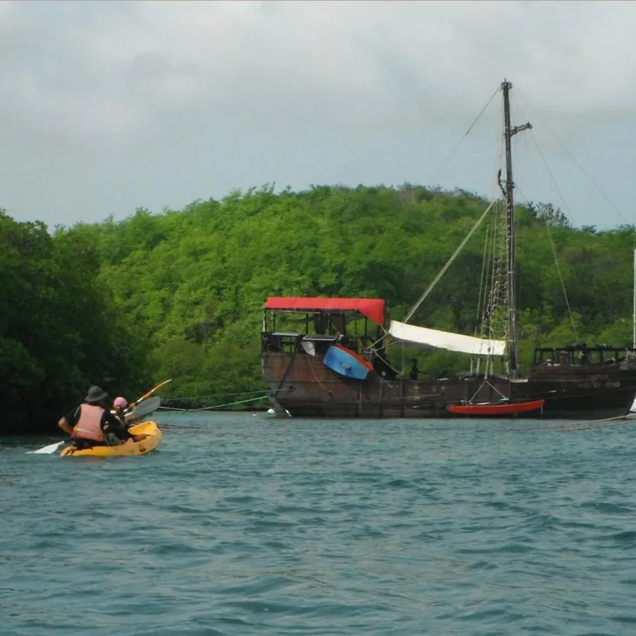 Mangrove Martinique 