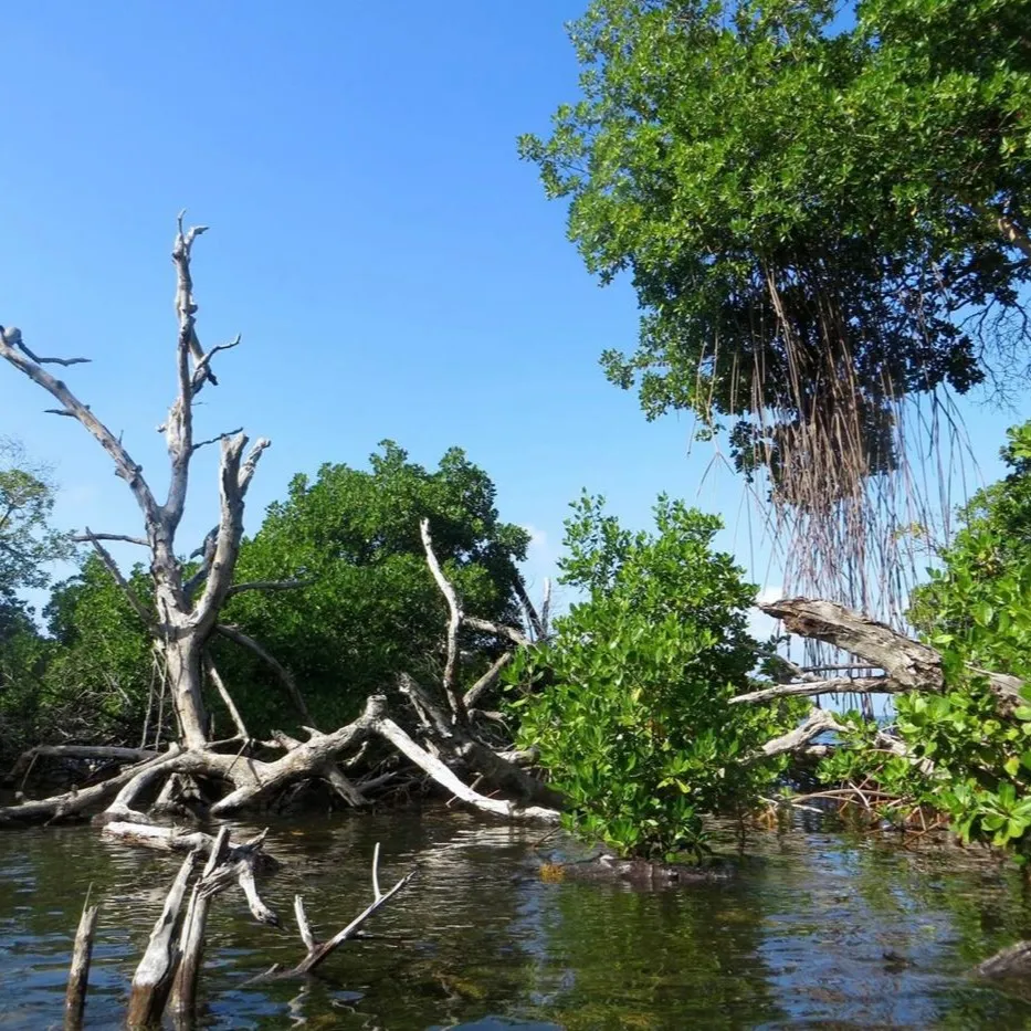 Mangrove Martinique 