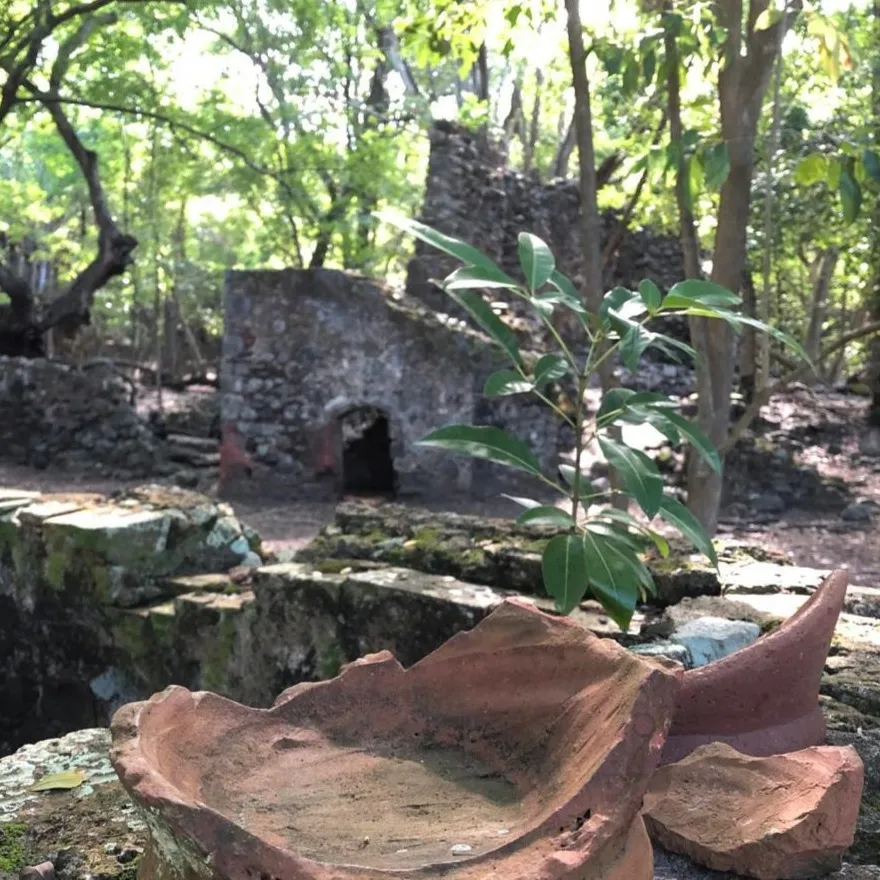 Mangrove Martinique 