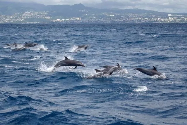 Sortie Dauphins 