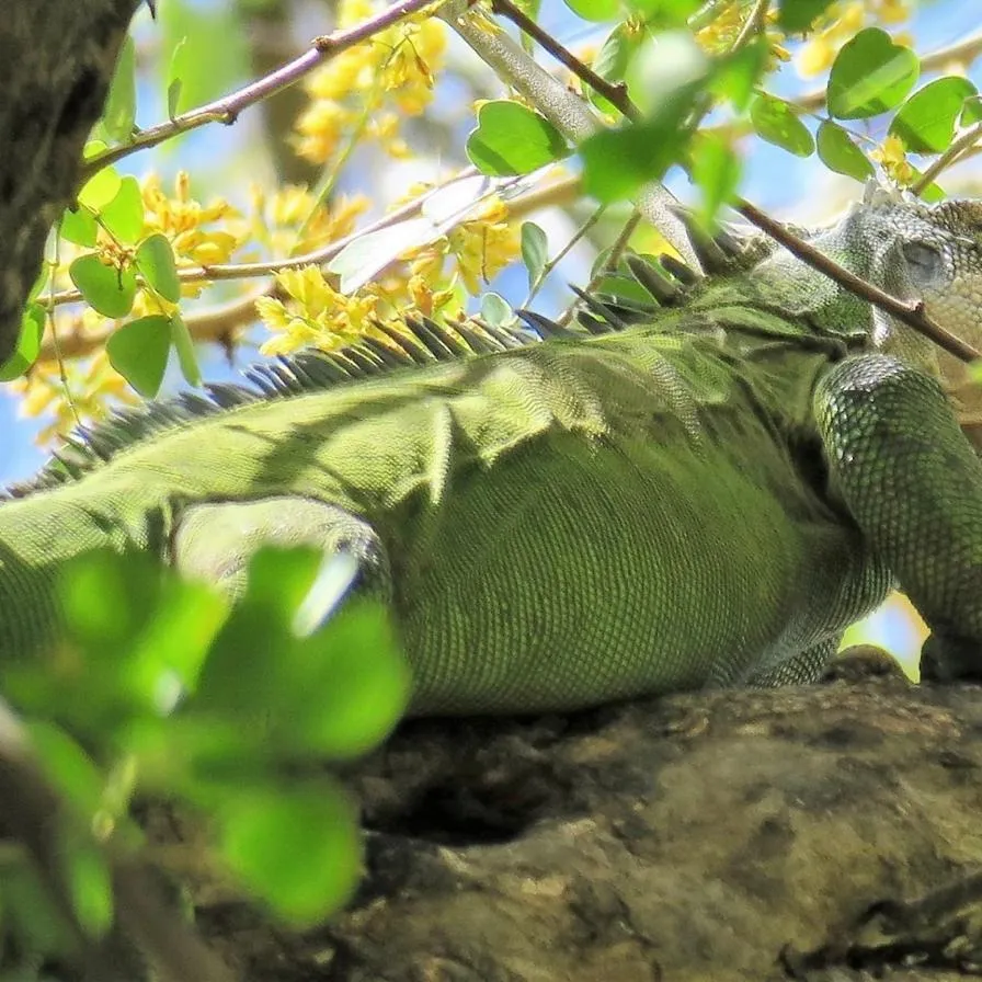 Mangrove Martinique 