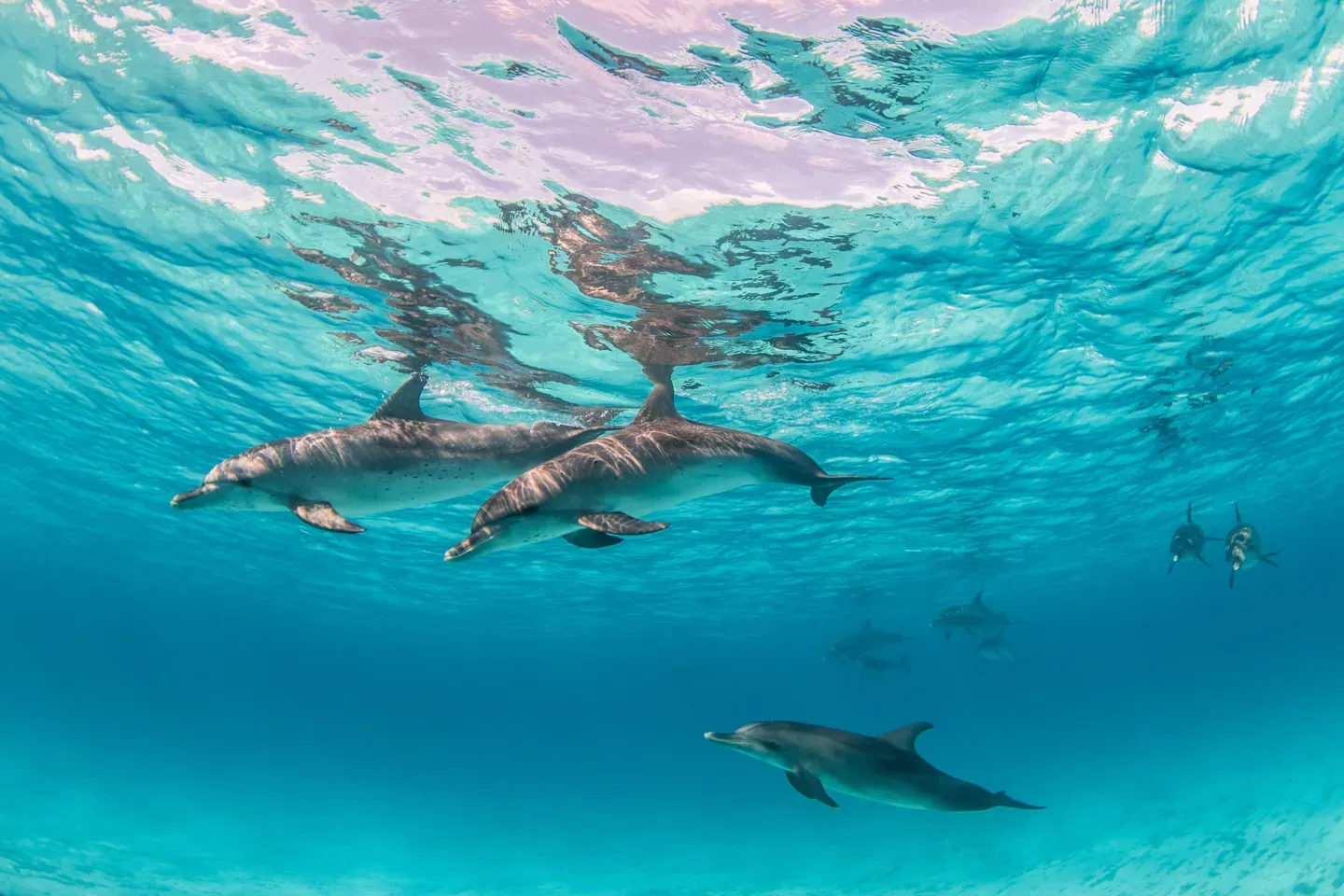 Dauphins