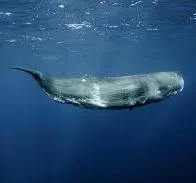 IMA